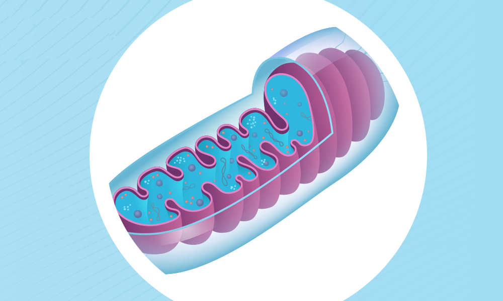 Mitochondria Workshop